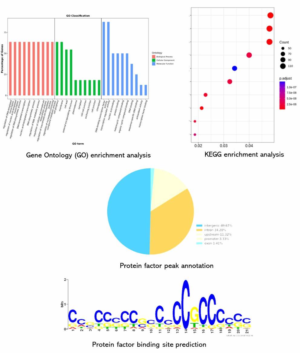 The ChIP-Seq Results Display Figure.