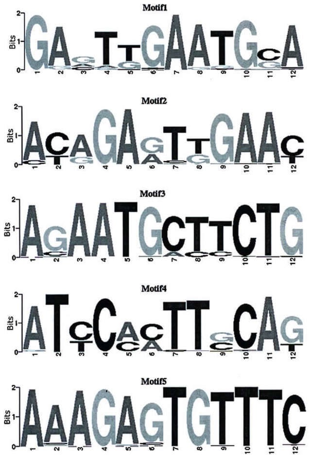 Figure 4. ChIP-seq motif logo, with the lateral axis representing the locus of the motif. (Sui et al., 2014)