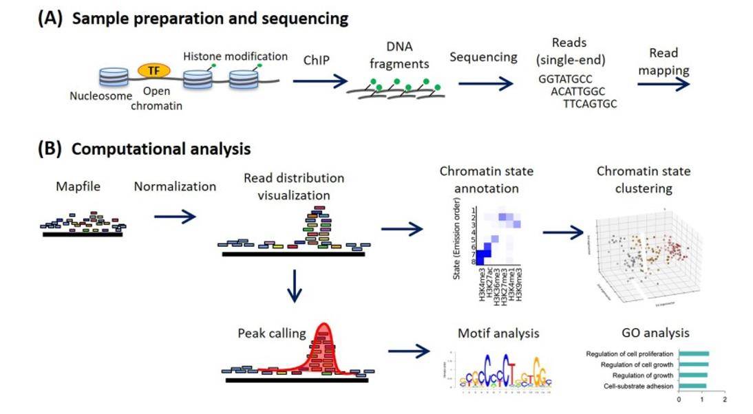 Methods for ChIP-seq analysis