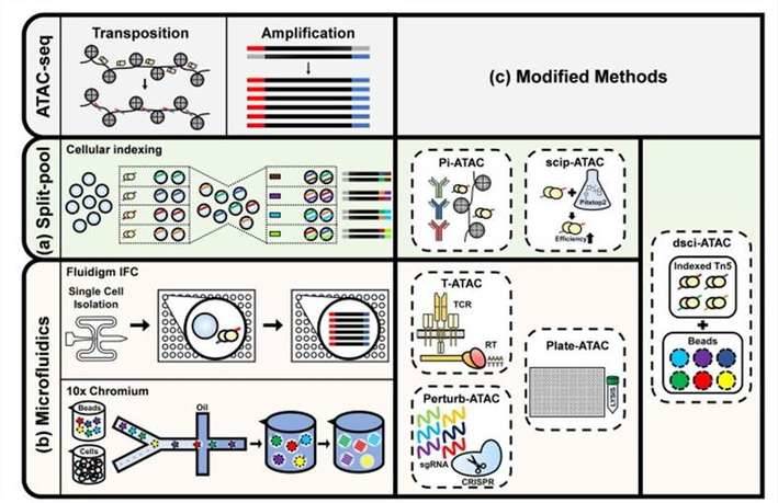 Single-cell ATAC sequencing analysis.