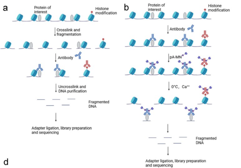 ChIP-seq vs. CUT&RUN