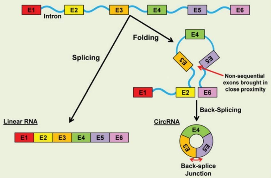 Figure 1. Formation of circRNAs (Fischer & Leung 2016).