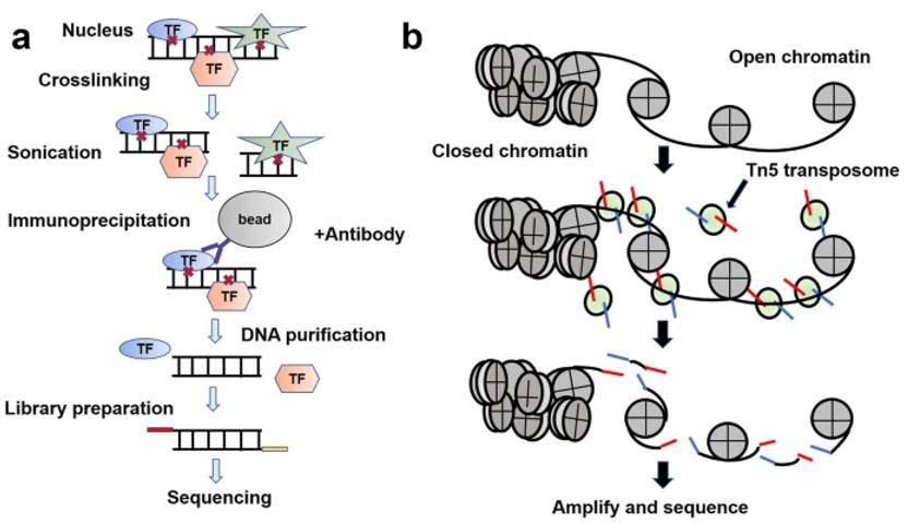 Workflows of ChIP-seq and ATAC-seq.