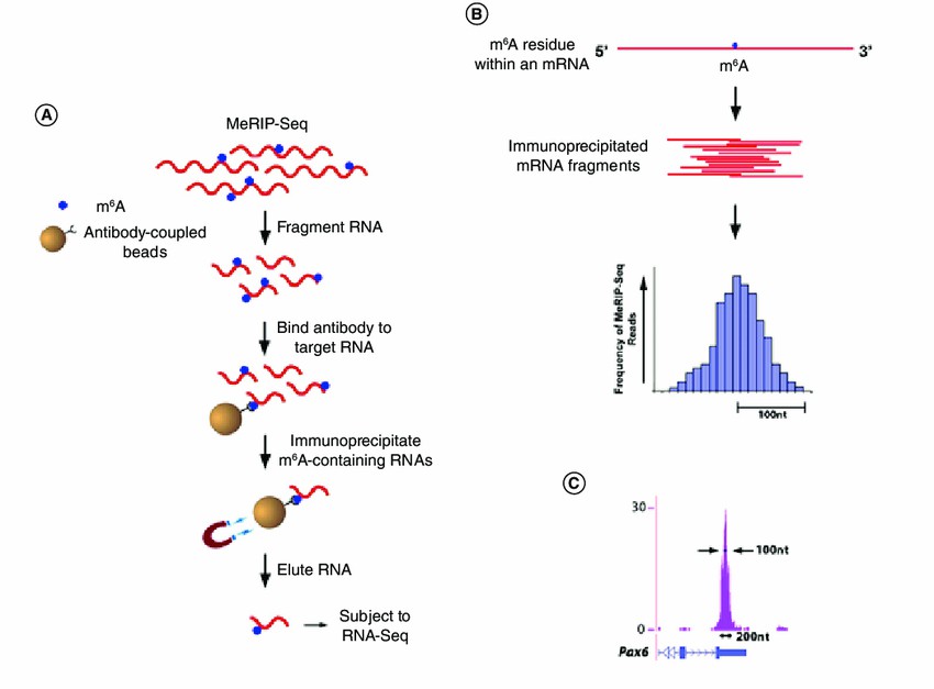 Comparison of m6A Sequencing Methods