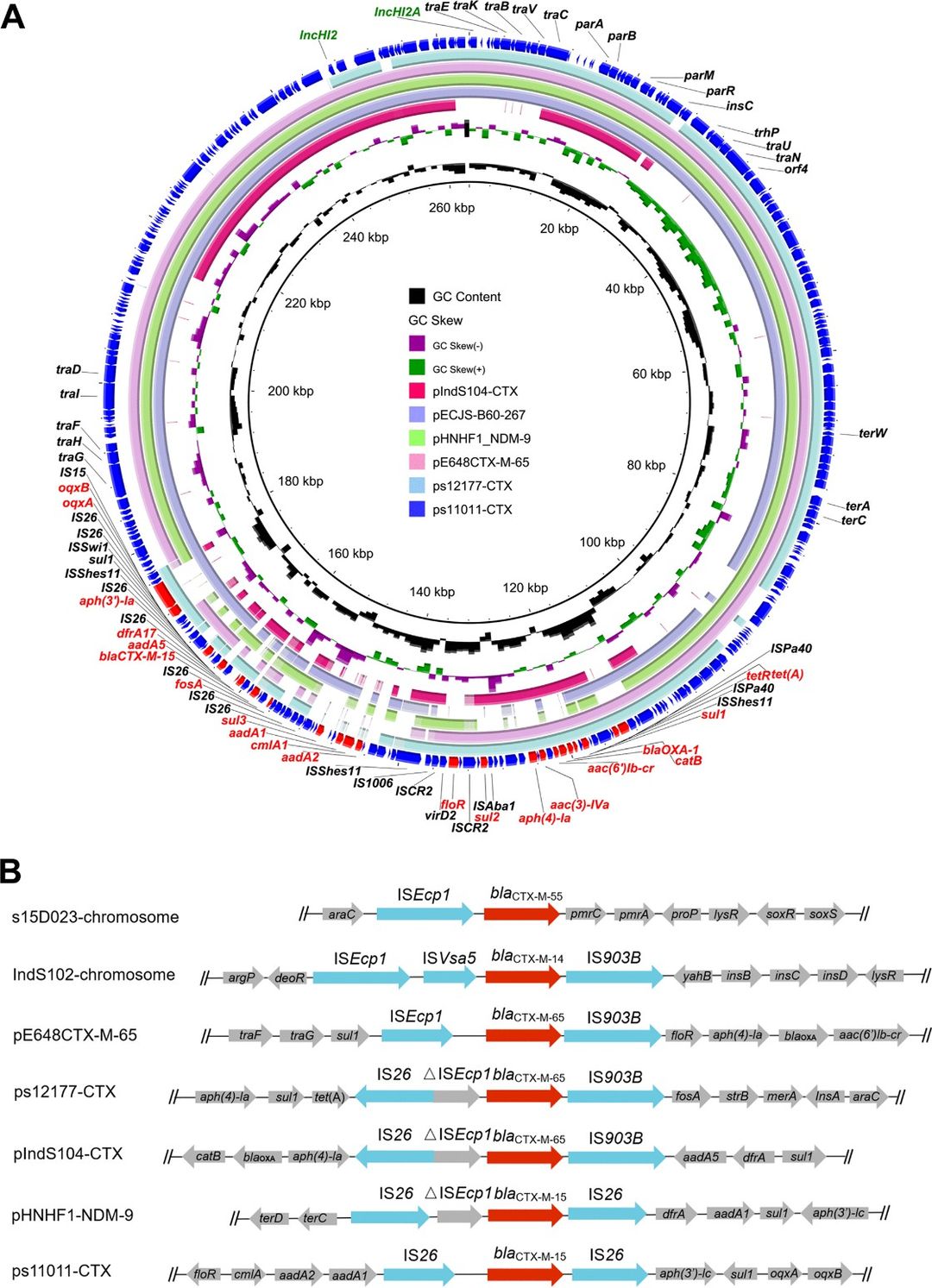 Fig 1. Circular comparison of blaCTX-M-positive IncHI2 plasmids identified in this study (pIndS104-CTX, ps12177-CTX, and ps11011-CTX) with other analogous IncHI2 plasmids cataloged in the NCBI nr database. (Du et al., 2022)