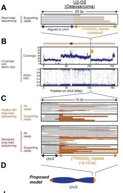 Complex Telomere-Related Variants in Cancer Genomes through Genome Sequencing