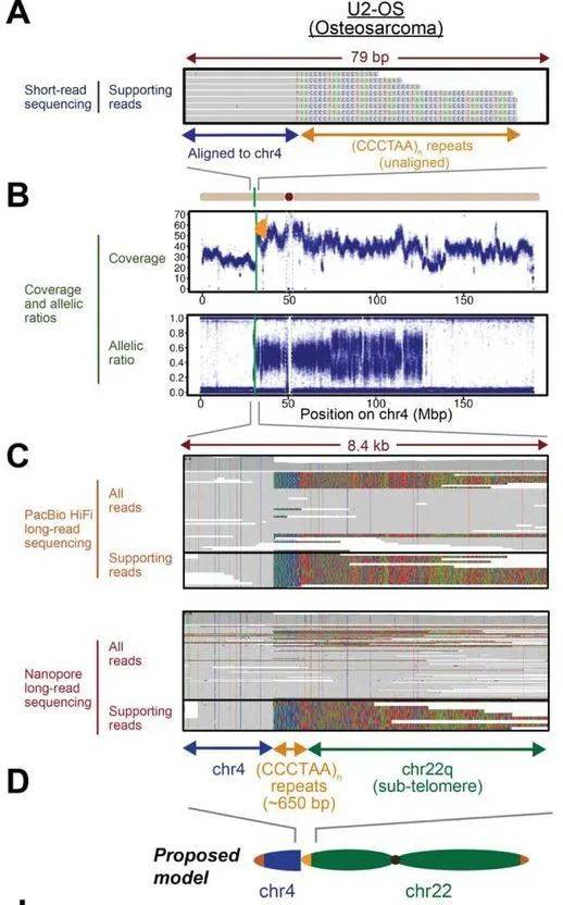 Chromosomal arm fusions in cancer genomes revealed by long-read genome sequencing.