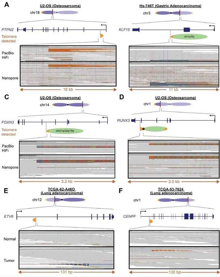 Neotelomeres and chromosomal arm fusion events disrupt protein coding genes in cancer cell lines and patient samples.
