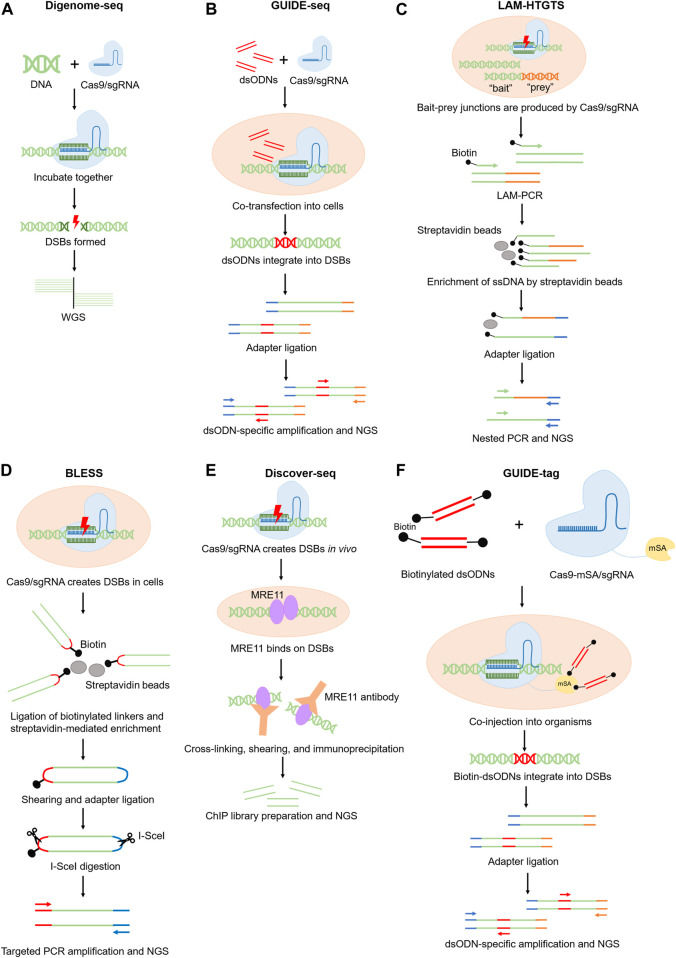 Figure 1: Experimental methods illustration for genome-wide prediction of off-target effects.