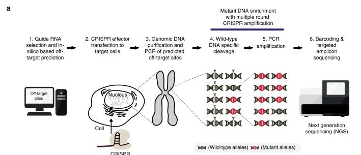 Figure 2: CRISPR amplification method for detecting off-target mutations visualized.