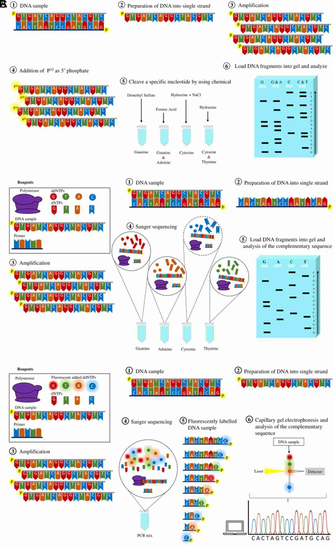 Figure 1: First-generation sequencing techniques. (Kübra Eren et al., The Eurasian Journal of Medicine, 2022)