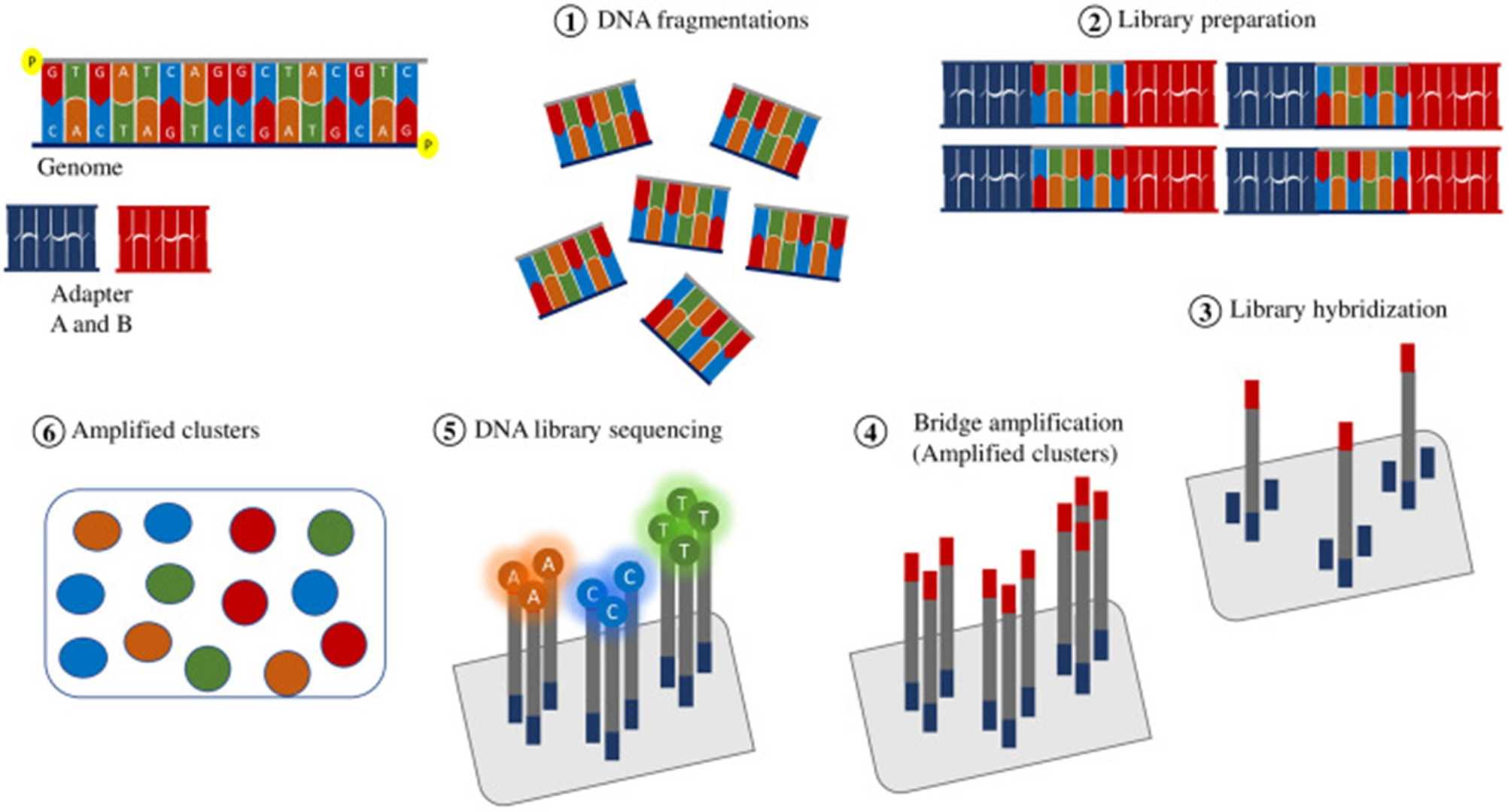 Figure 2: Library preparation and Illumina sequencing method. (Kübra Eren et al., The Eurasian Journal of Medicine, 2022)