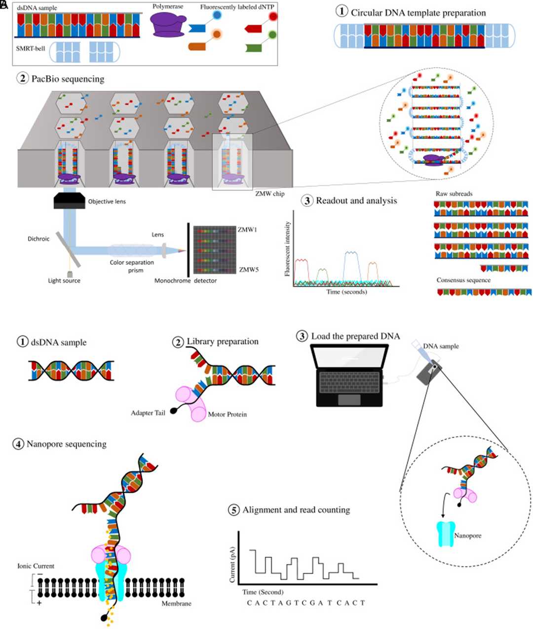 Figure 3: Third-generation sequencing techniques. (Kübra Eren et al., The Eurasian Journal of Medicine, 2022)
