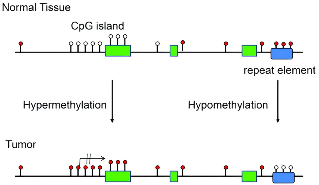 Comprehensive Insights into DNA Methylation Analysis: Sites, Detection Methods, and Current Research Trends