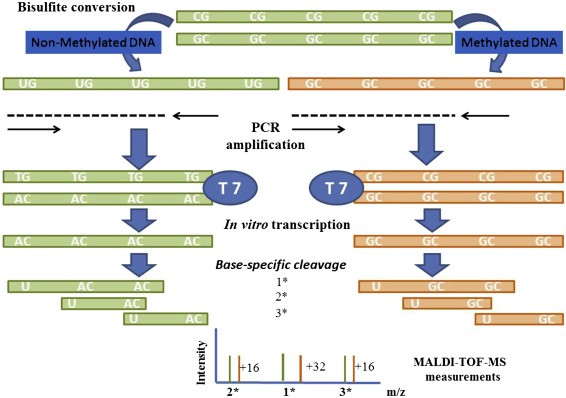 Sequenom MassARRAY Technology for the Analysis of DNA Methylation (Enrique J. Busó et al,. Epigenetic Biomarkers and Diagnostics 2016)