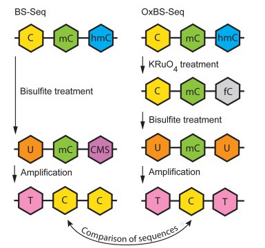 OxBS-seq displays 5mC only and requires a comparison to standard bisulfite sequencing (BS-seq) to infer the sequence positions and abundance of 5hmC and 5mC. (Tibor A. Rauch, et al,. Handbook of Epigenetics, 2023)