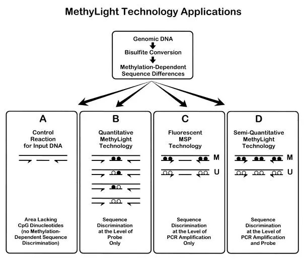 Principle of MethyLight(Anetta Sulewska et al,. 2007)