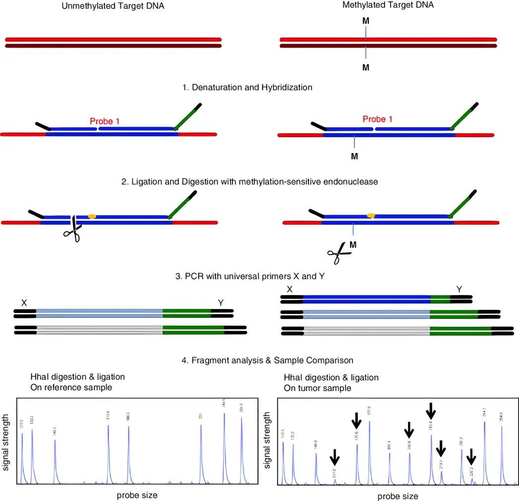 Methylation-specific multiplex ligation-dependent probe amplification (MS-MLPA)(Cornelia Hömig-Hölzel et al,. 2012)