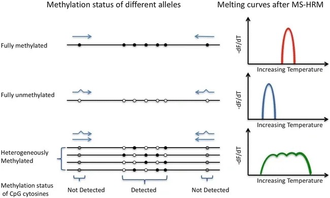 Schematic diagram of high-resolution melting (HRM) detection of methylation (Dianna Hussmann.; Lise Lotte Hansen. 2018)