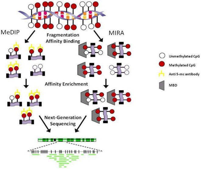 Affinity-based methodologies. MeDIP: Methylated DNA immunoprecipitation; MIRA: Methylated CGI recovery assay; MBD: Methyl-binding domain. (Kristen Taylor et al,. 2010)