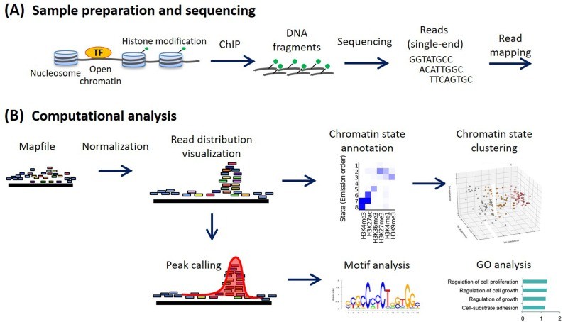 ChIP-seq analysis workflow