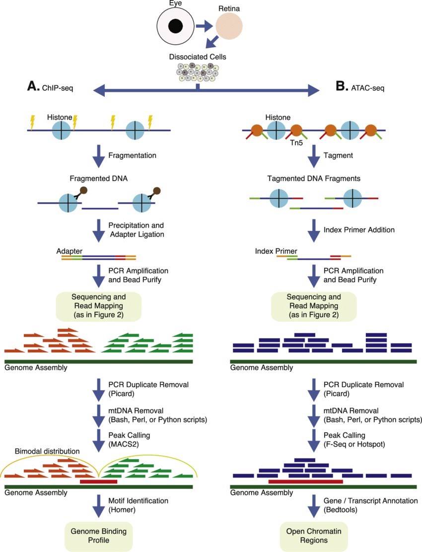 ChIP and ATAC sequencing workflow and analysis. (Vijender Chaitankar et al, 2016)