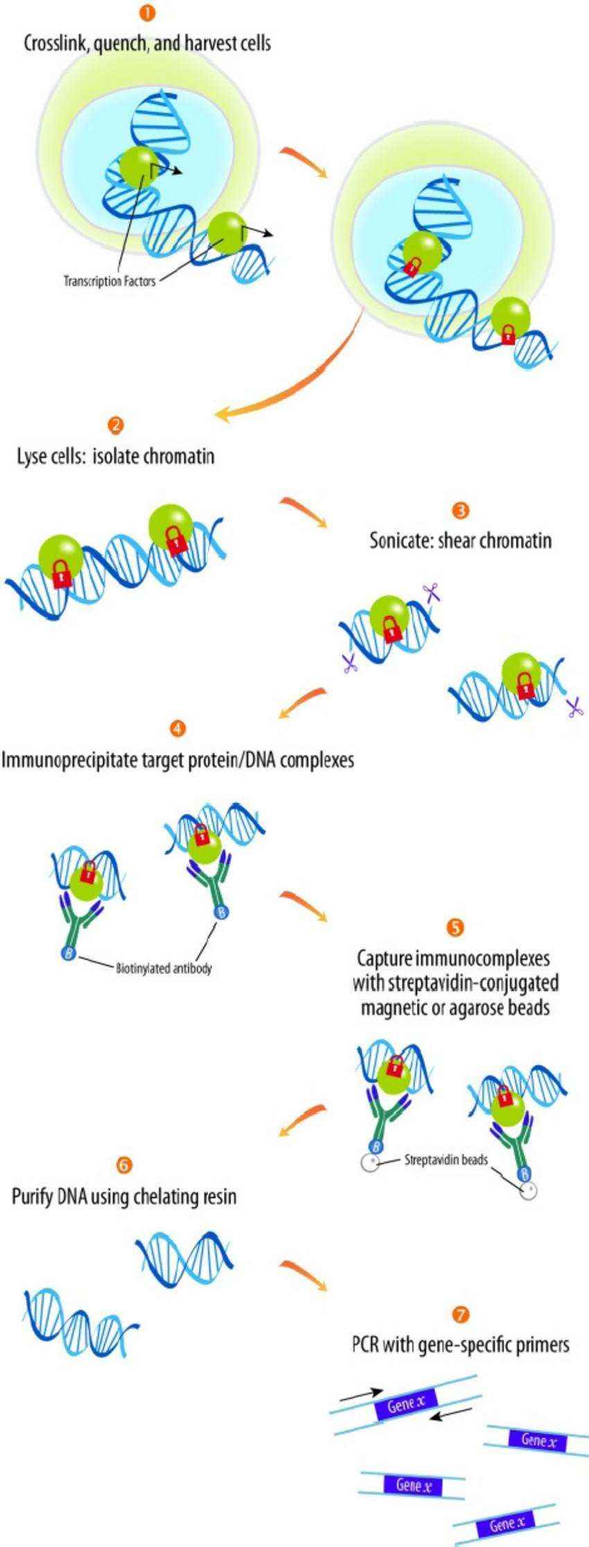 Analysis results of integrated ATAC-seq and RNA-seq results.