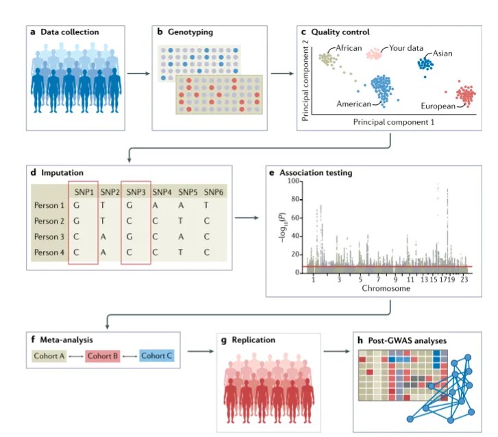 GWAS workflow