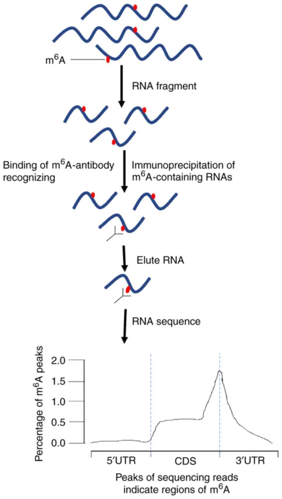 MeRIP-seq