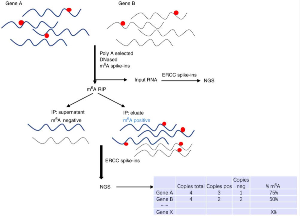 m6A-LAIC-seq