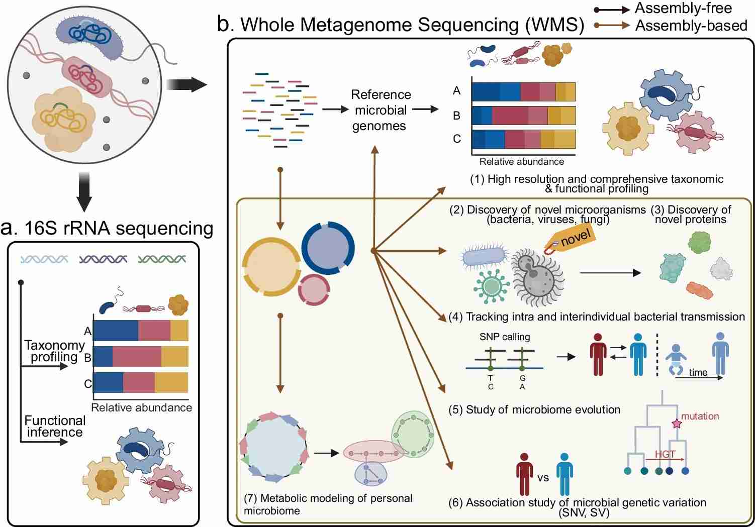 16S rRNA sequencing and whole-metagenome sequencing