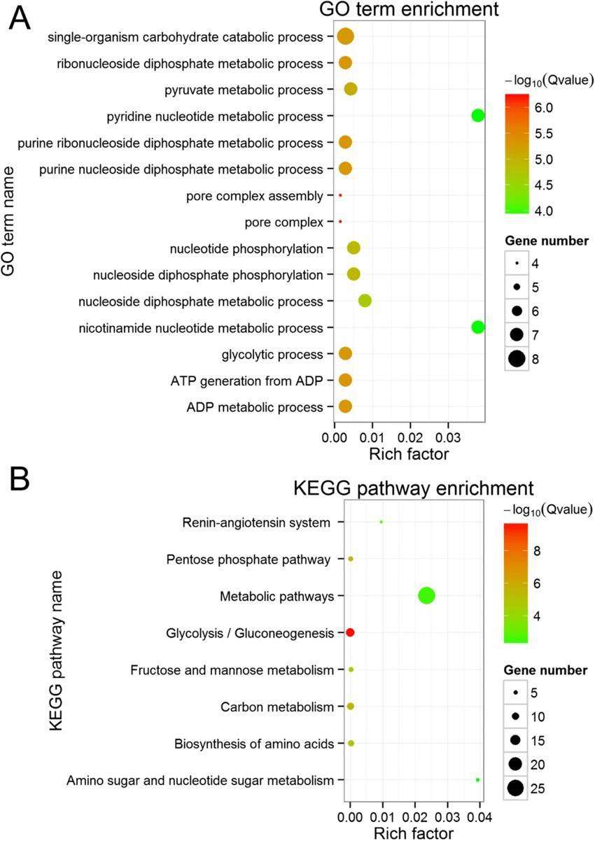 The GO term and KEGG pathway enrichment (Na Wang et al,2019)