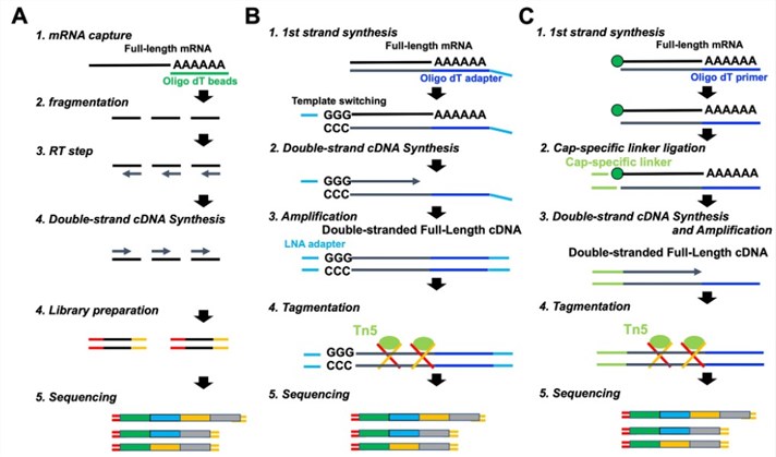 Comprehensive Overview of mRNA Sequencing