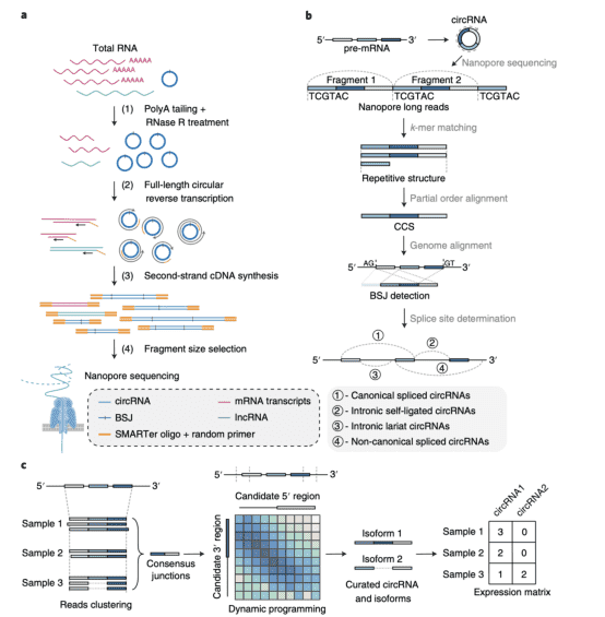 Comprehensive Profiling of Circular RNAs with Nanopore Sequencing and CIRI-Long