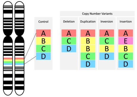 Types of copy number variants (CNVs). (Mollon et al., 2023)