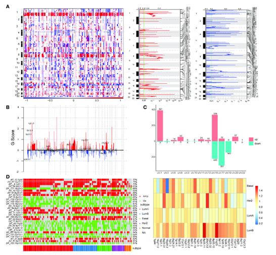 Identification of copy number variation-driven enhancers in breast cancer. (Zhao et al., 2022)