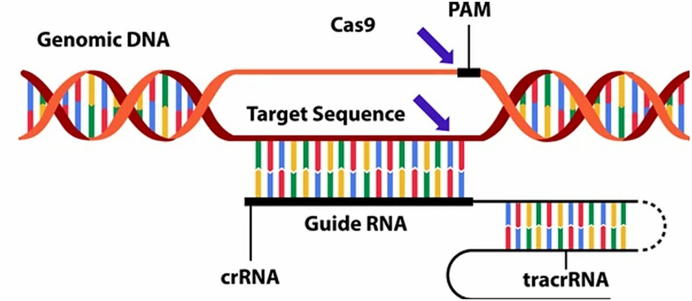 Figure 1. Image depicting CRISPR gene editing in action using molecular tools.