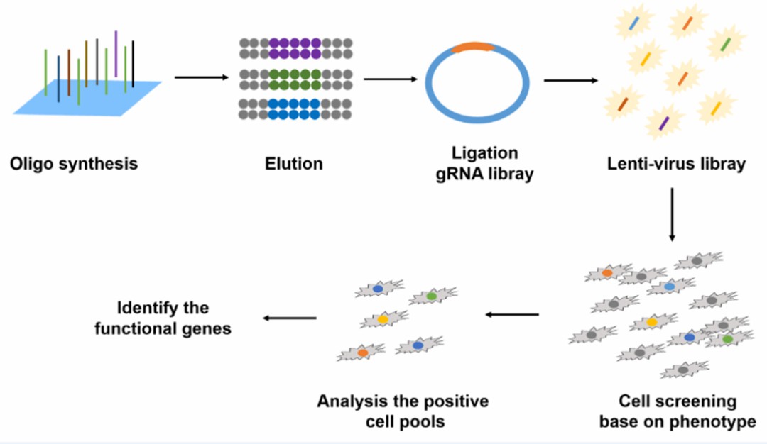 Figure 2. Diagram of the CRISPR library construction process with potential downstream applications.