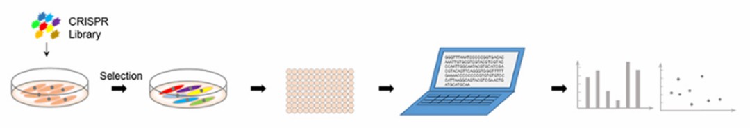Figure 3. Process diagram for high-throughput screening of sgRNA libraries in CRISPR experiments.