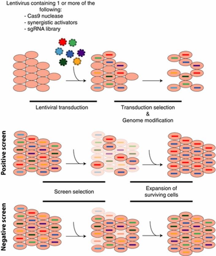 Figure 4. Chart categorizing different types of CRISPR screens used in genetic research.
