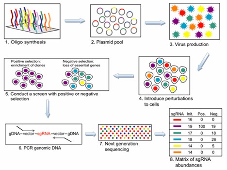 Figure 1. Overview of the CRISPR Screening process.