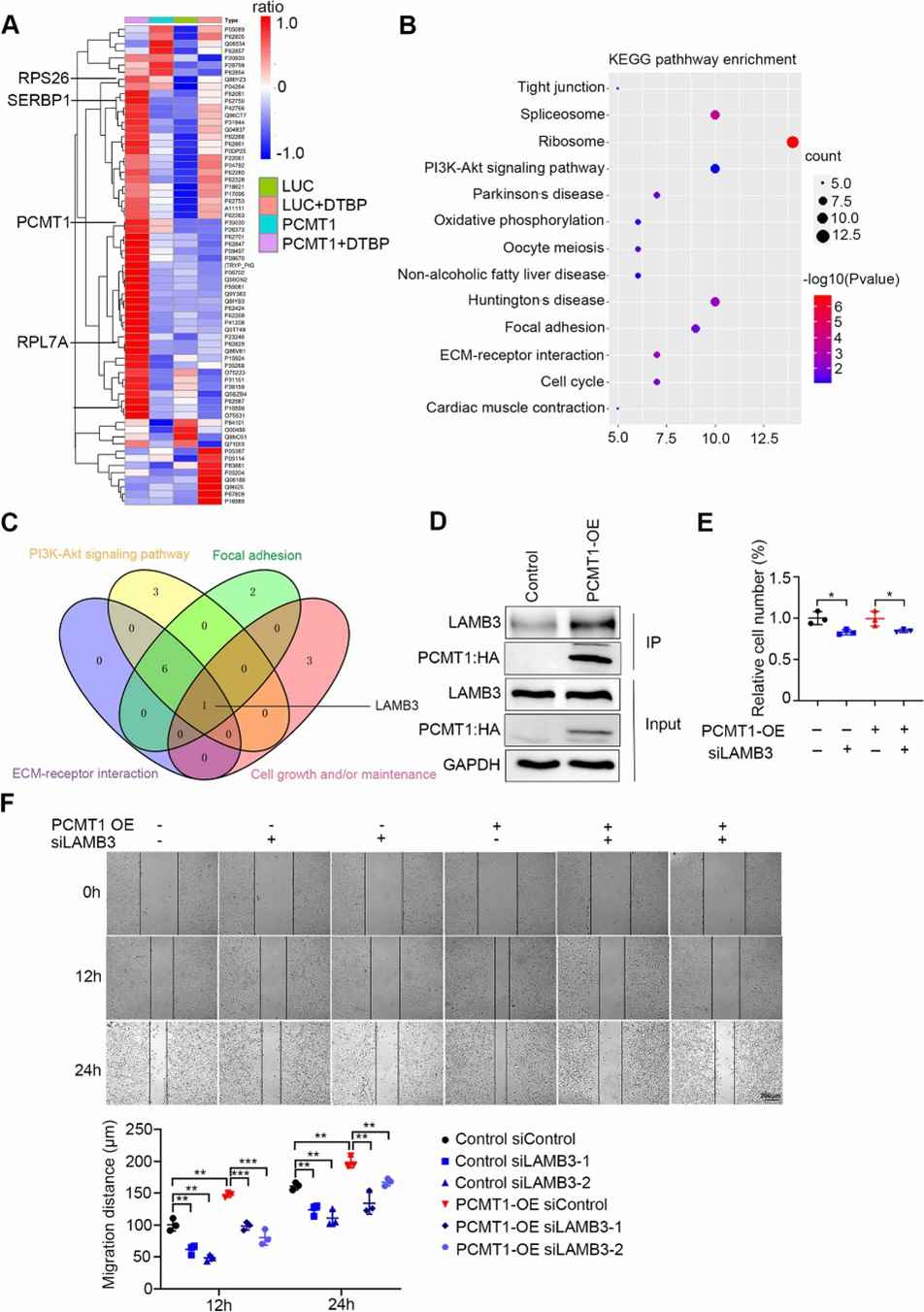Fig 2. IP-MS reveals the interaction between PCMT1 and LAMB3. (Zhang et al., 2022)