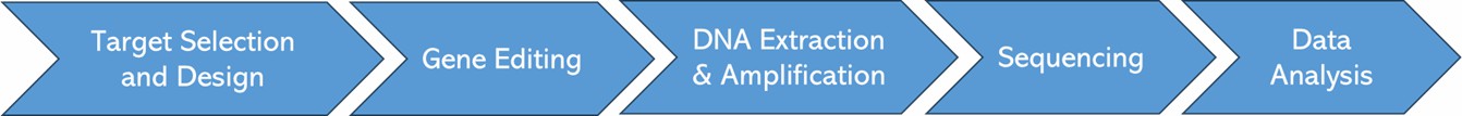 The Workflow of CRISPR Sequencing.