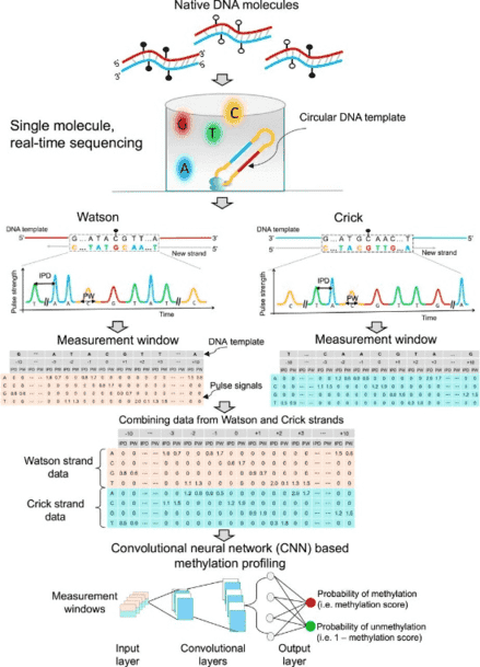 Genome-wide detection of cytosine methylation by single molecule real-time sequencing