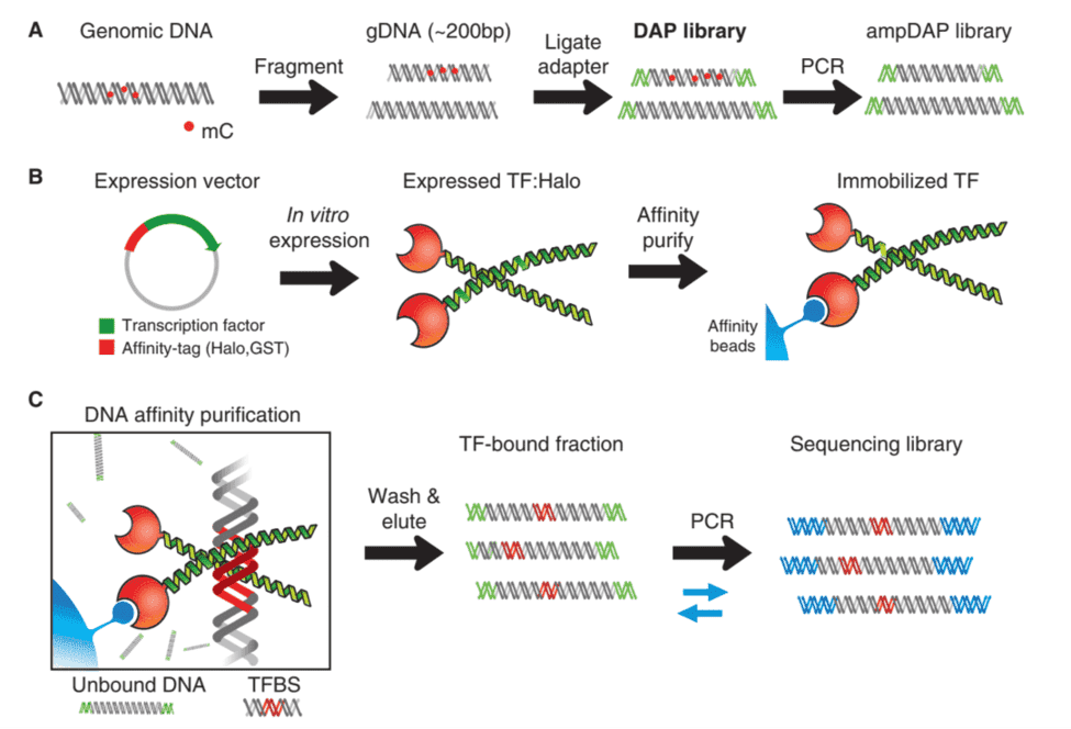 DAP-Seq workflow