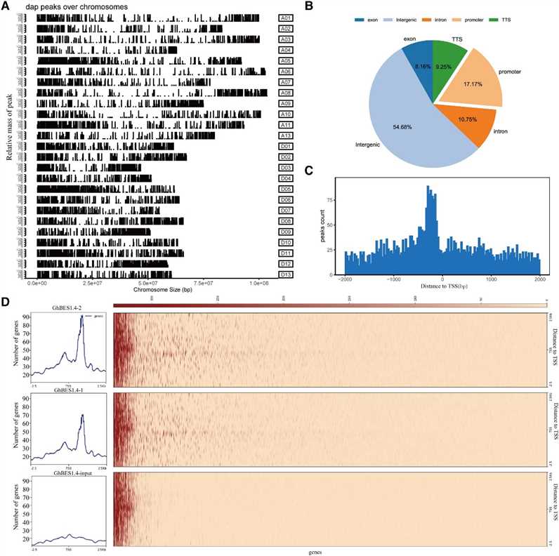 Figure 1. DAP-seq-based identification of direct target genes regulated by GhBES1.4. (Liu et al., 2023)