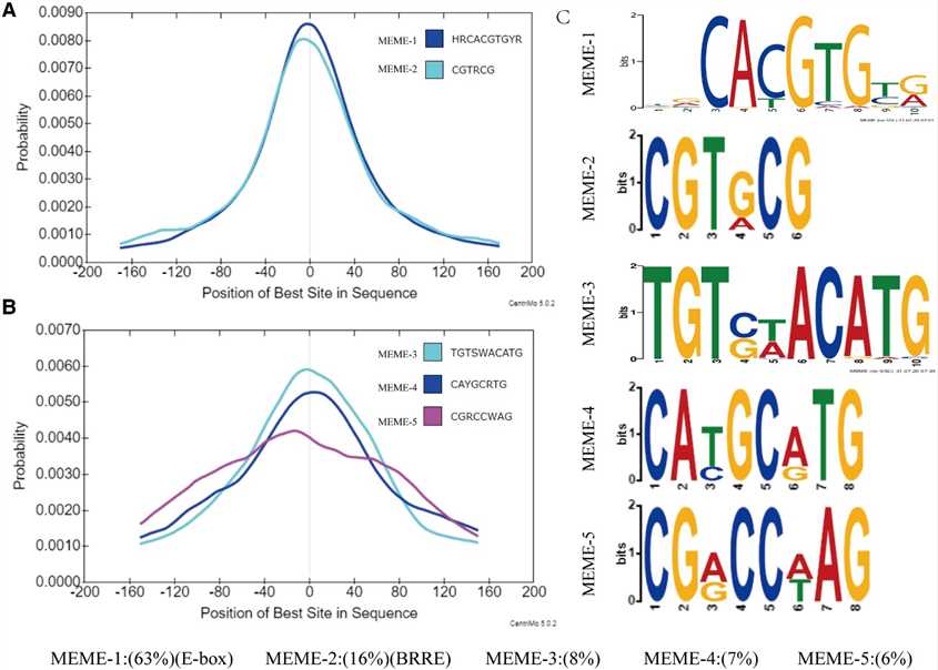 Figure 2. Characterization of the binding site for GhBES1.4. (Liu et al., 2023)