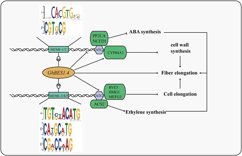 Figure 4. Mechanism of fiber elongation mediated by GhBES1.4. (Liu et al., 2023)