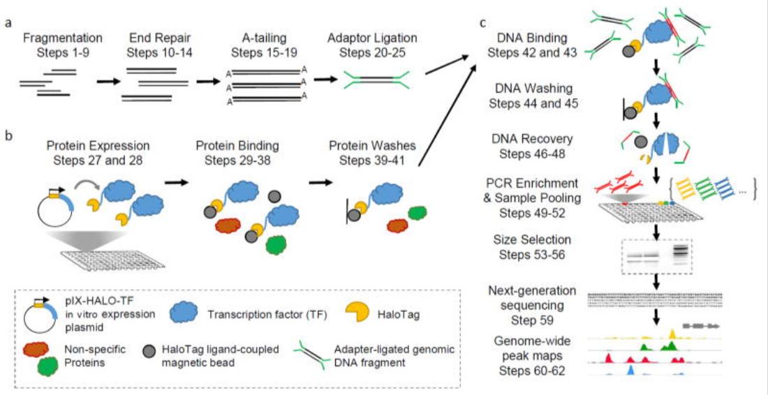 Comparative Analysis of DAP-seq and ChIP-seq: Technical Principles, Data Quality, and Applications