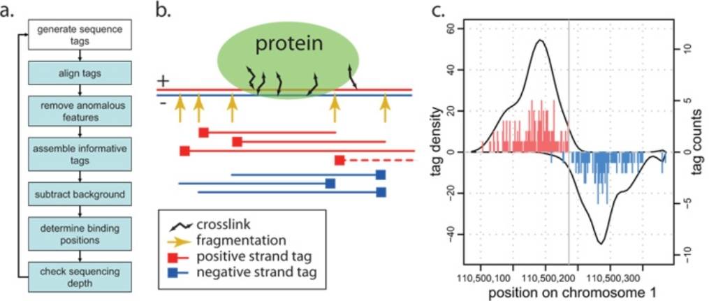 Schematic representation of ChIP-seq measurements (Kharchenko et al., 2020)